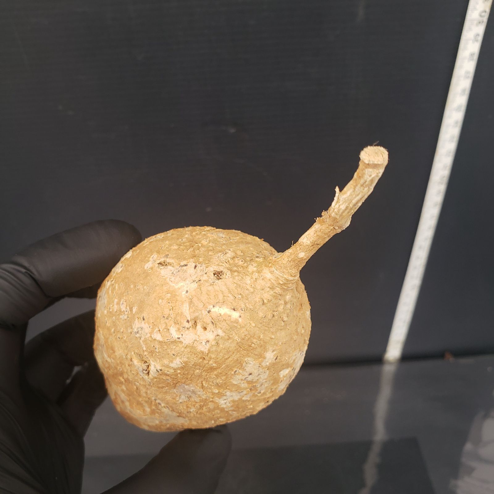 アデニア　ペリエリ　現地球 サマーセール】 アデニア ペリエリ 現地球 発根済み - メルカリ