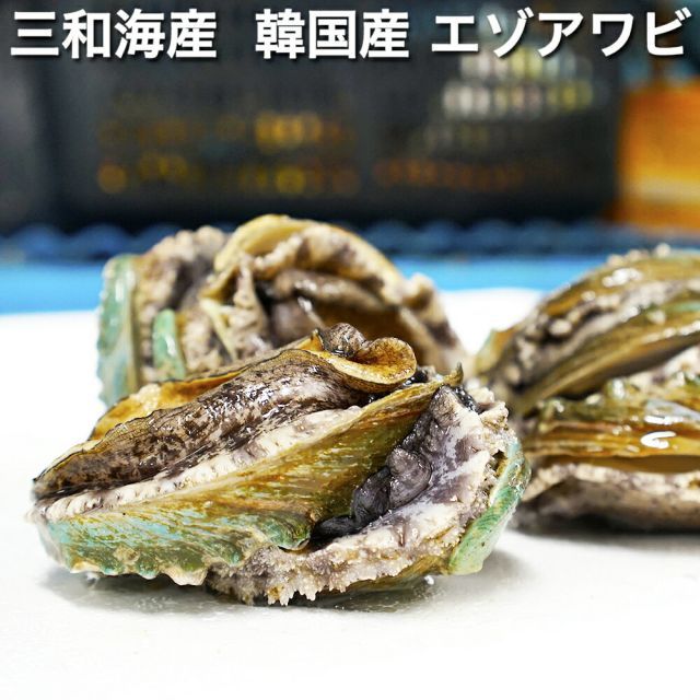 み5　日本海産天然あわび貝殻15枚まとめ売り送料込み Yahoo!オークション -「アワビ貝殻」の落札相場・落札価格