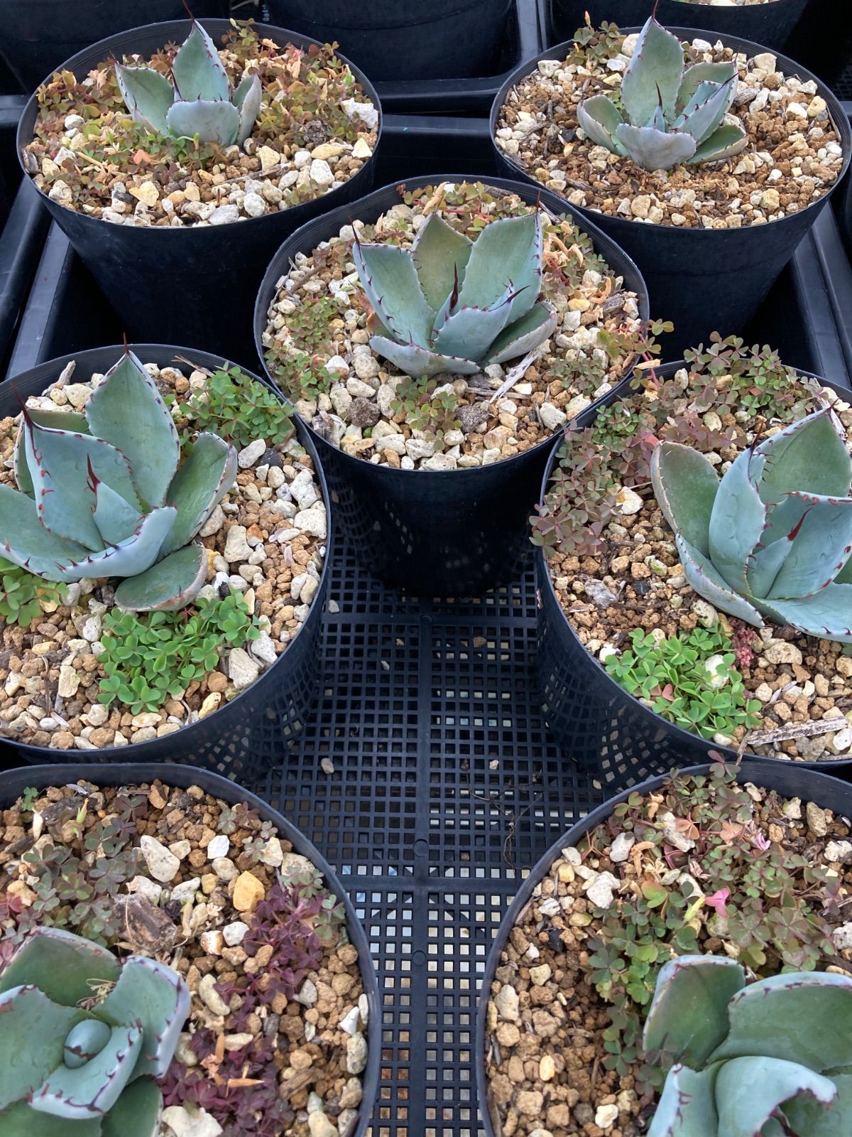 アガベ パリー トランカータ 7株セット アガベ パリー・トランカータ