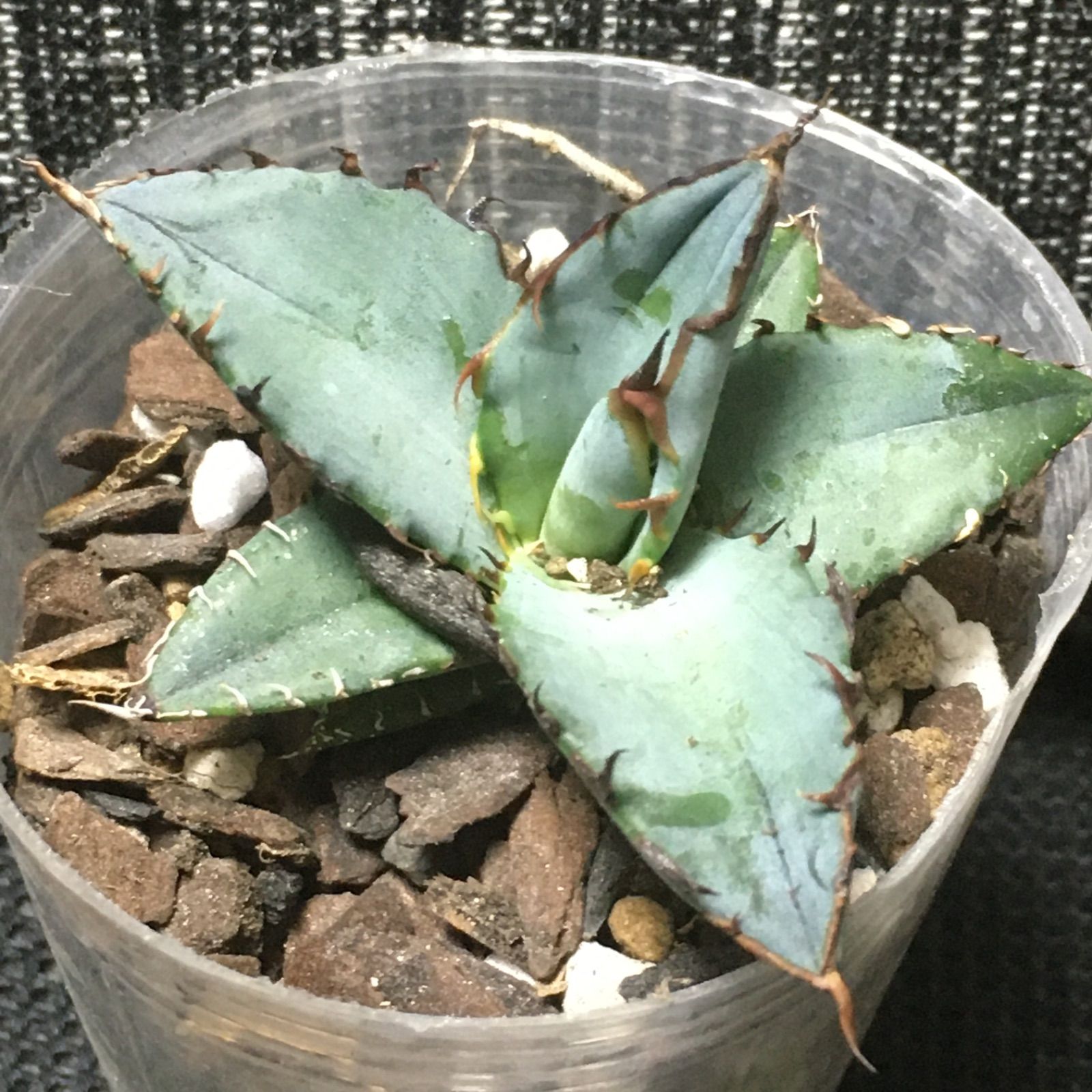 アガベ チタノタ ブルー 発根済み agave titanota brue-0