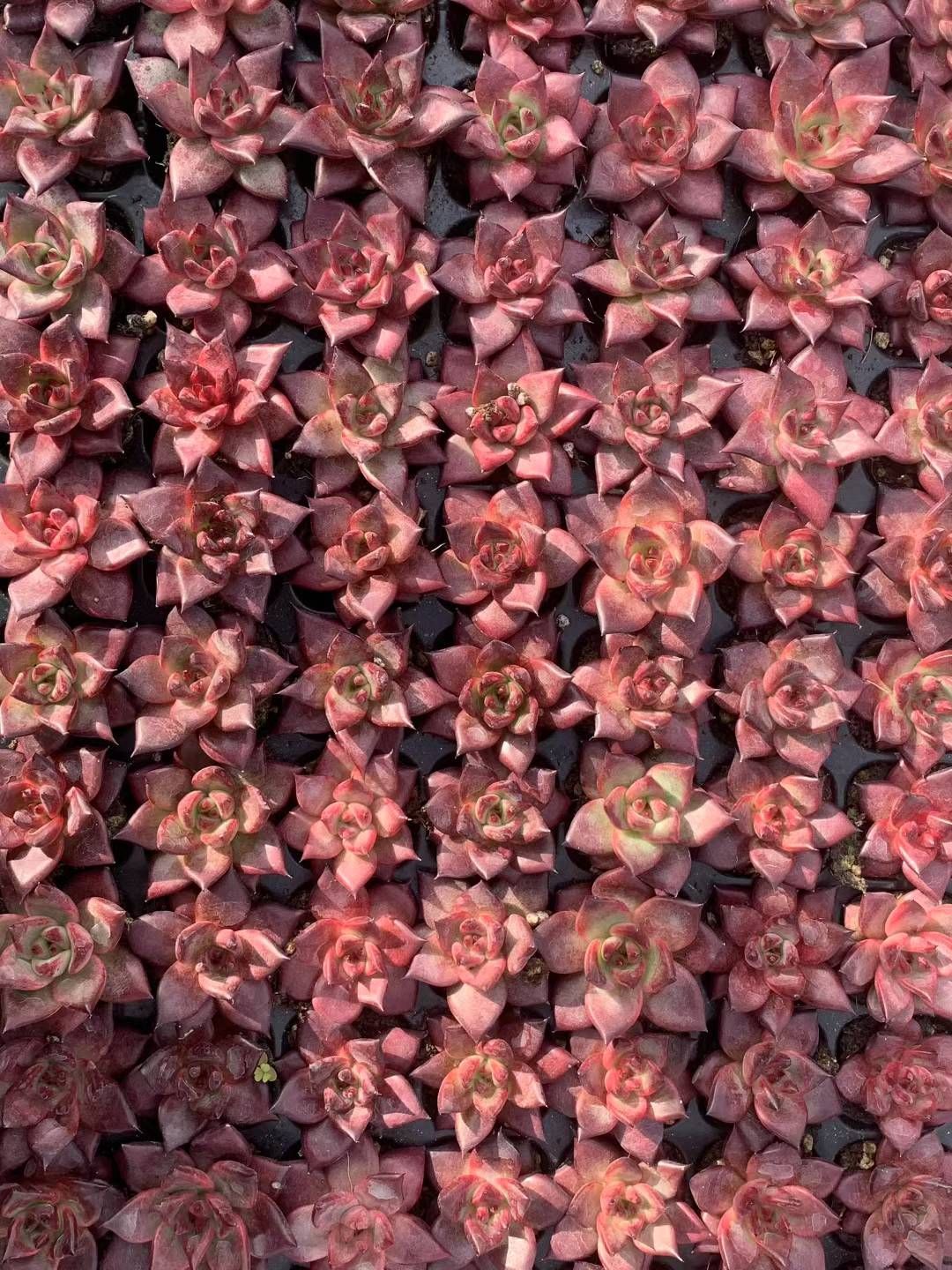 そ*い様 M509　ロビン　105苗　多肉植物 土と根付き エケベリア　韓国苗 新発売 QS31 ロビン 105苗セット 土と根付き 多肉植物