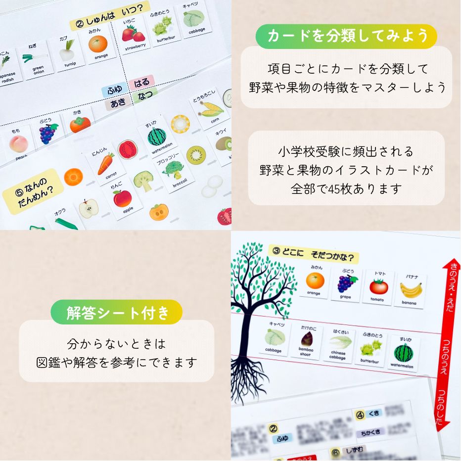 【完成品】野菜・果物カード　小学校受験教材　理科的常識　幼児教育　知育　断面図 果物野菜 断面カード 家庭学習 小学校受験教材 理科的常識 断面
