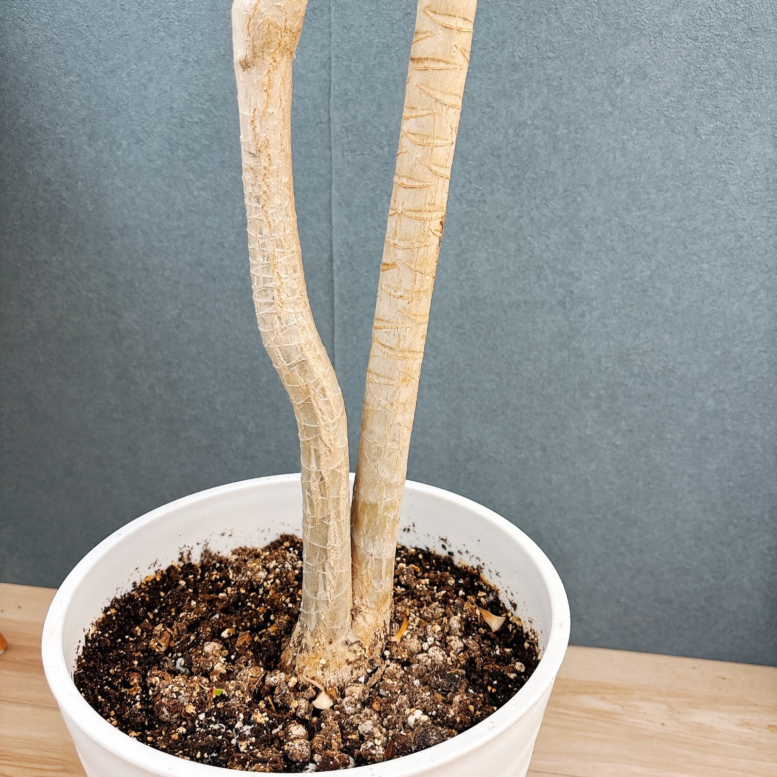 観葉植物