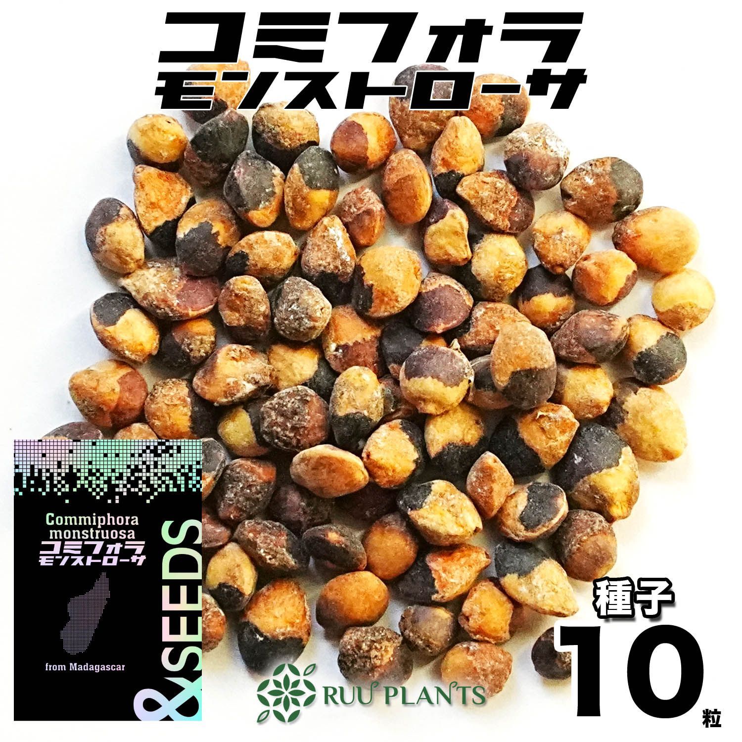 2025/3/27到着！ コミフォラ カタフ WILD種子 10粒（Commiphora