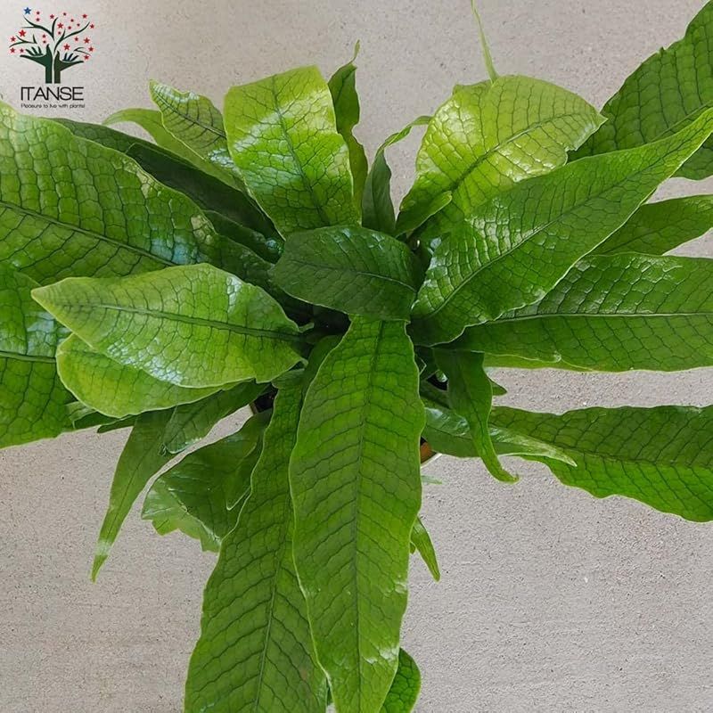 非耐寒性着生植物