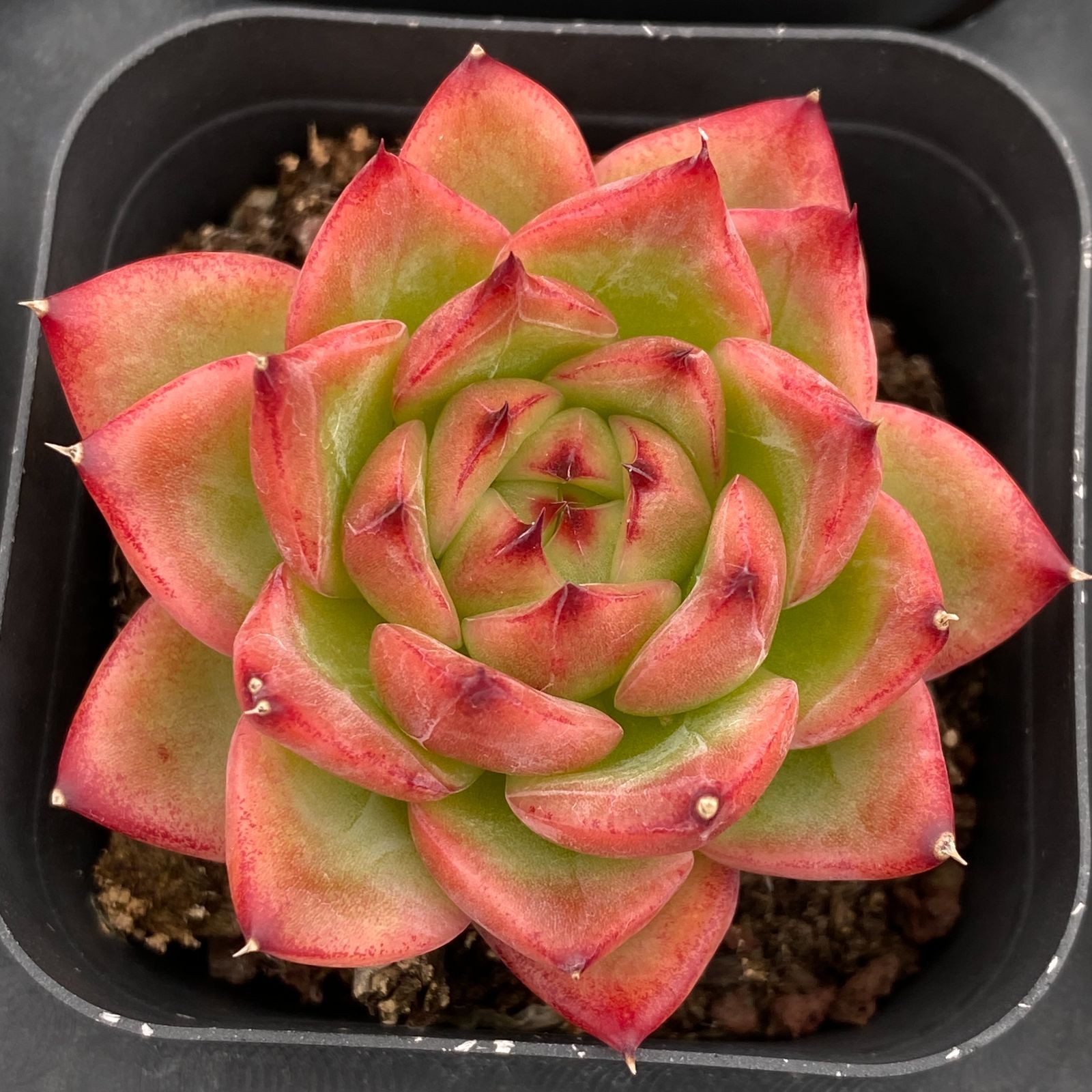 50株の抜き苗セット】レッドスター 多肉植物 佐川急便発送 エケベリア