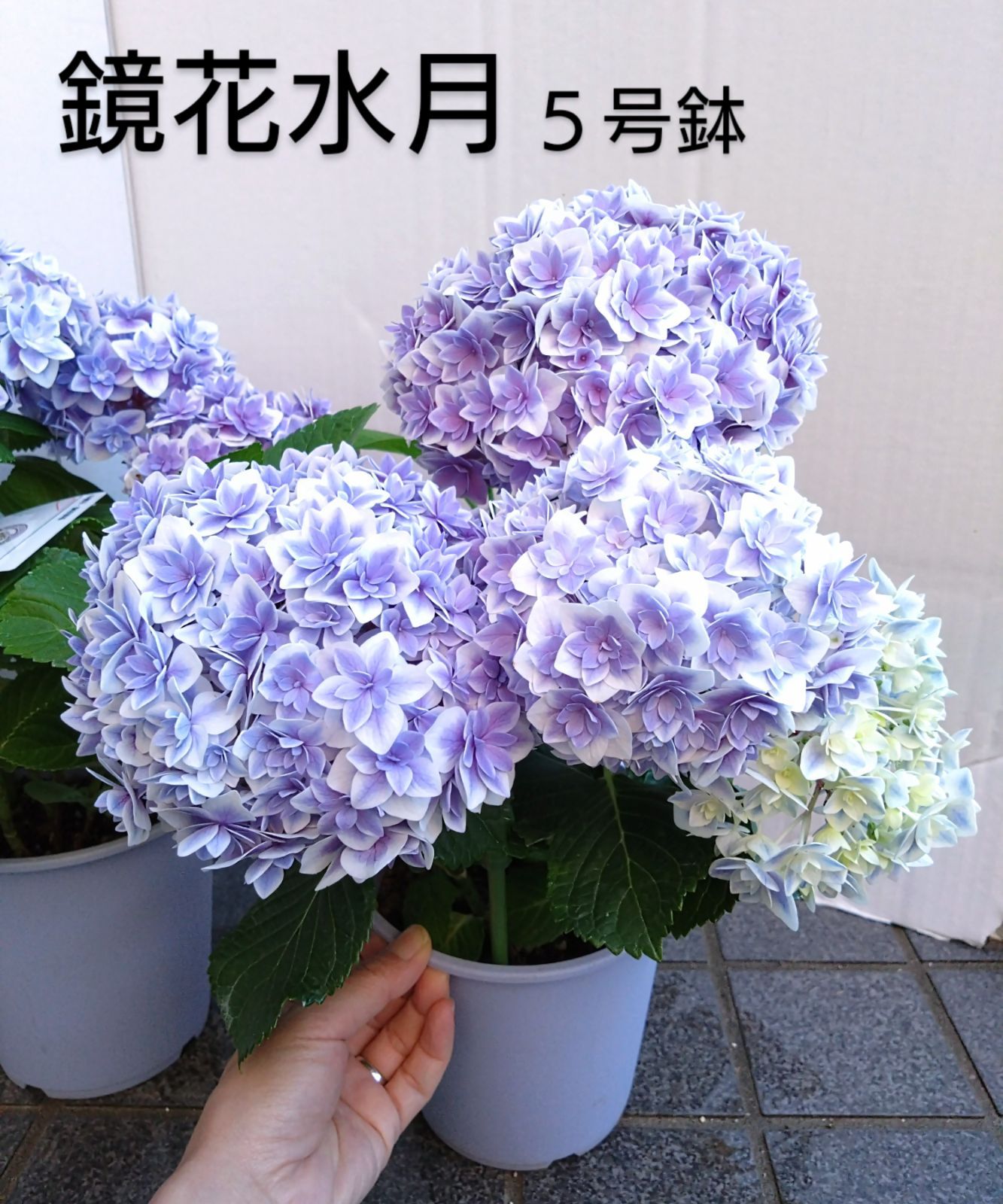 アジサイ 鏡花水月 ５号鉢 - メルカリ