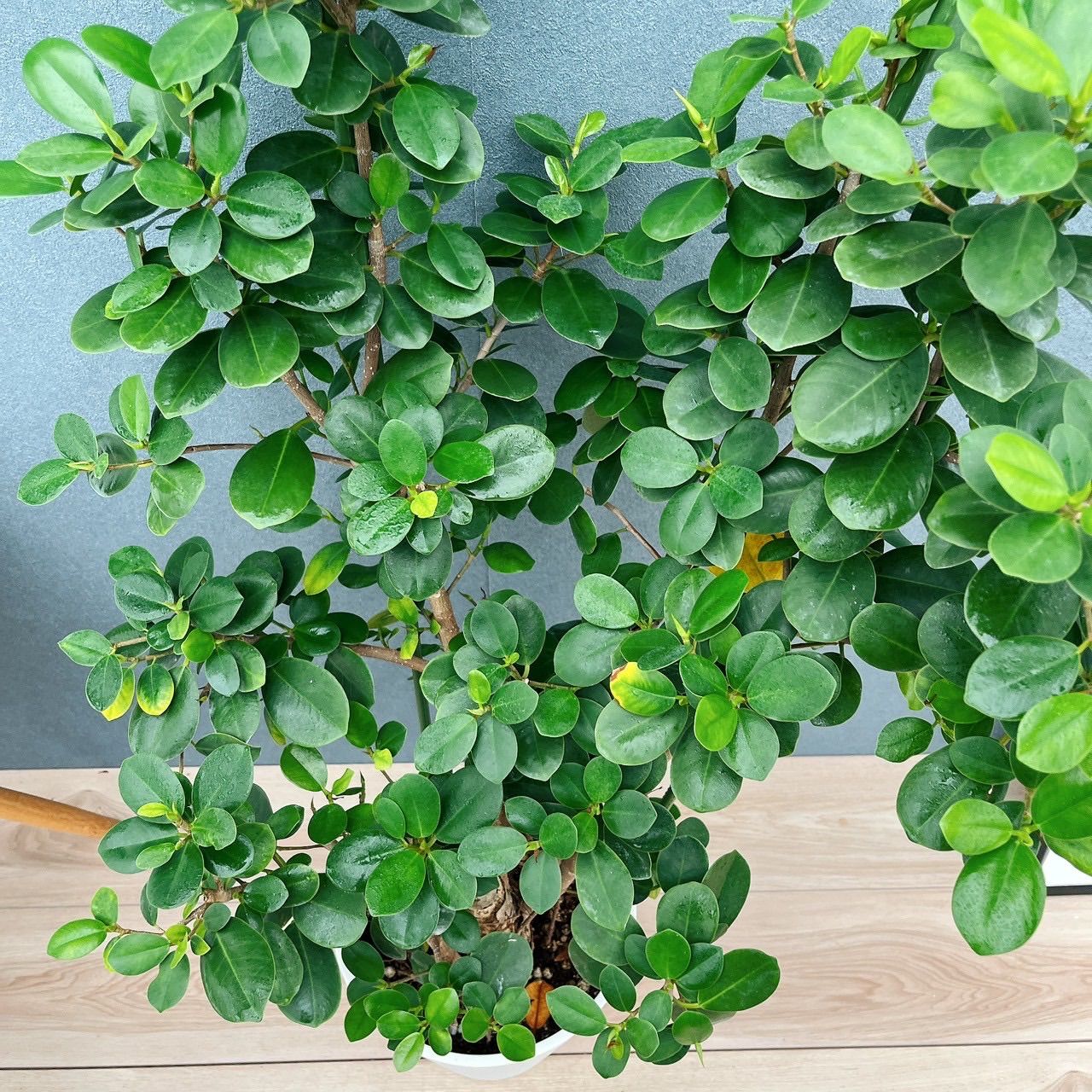 ［現品］【希少】1番　パンダガジュマル　8号　観葉植物　室内　レア　ゴムの木 現品］【希少】1番 パンダガジュマル 8号 観葉植物 室内 レア