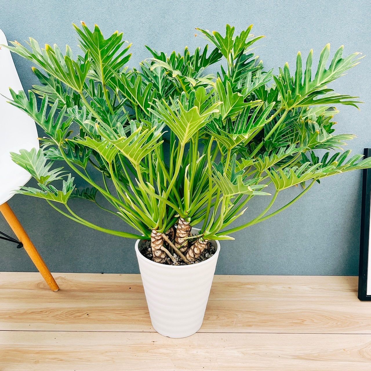 【山野草・シダ】リョウメンシダ（両面羊歯）・50株 リョウメンシダ（両面羊歯） | ガーデナーの雑記帳