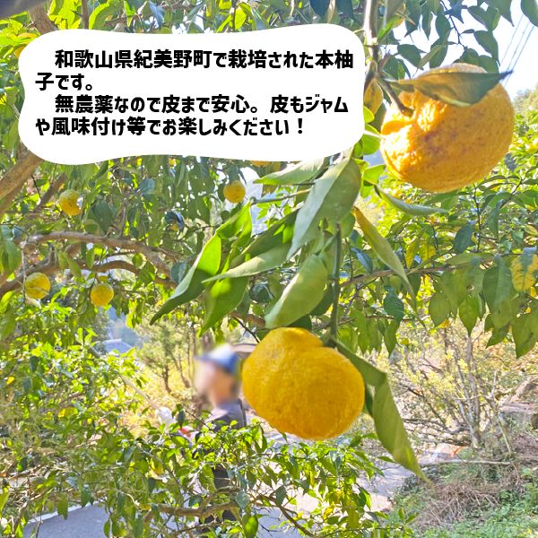 農薬不使用 八朔 訳あり 8kg 和歌山県産 - 果物