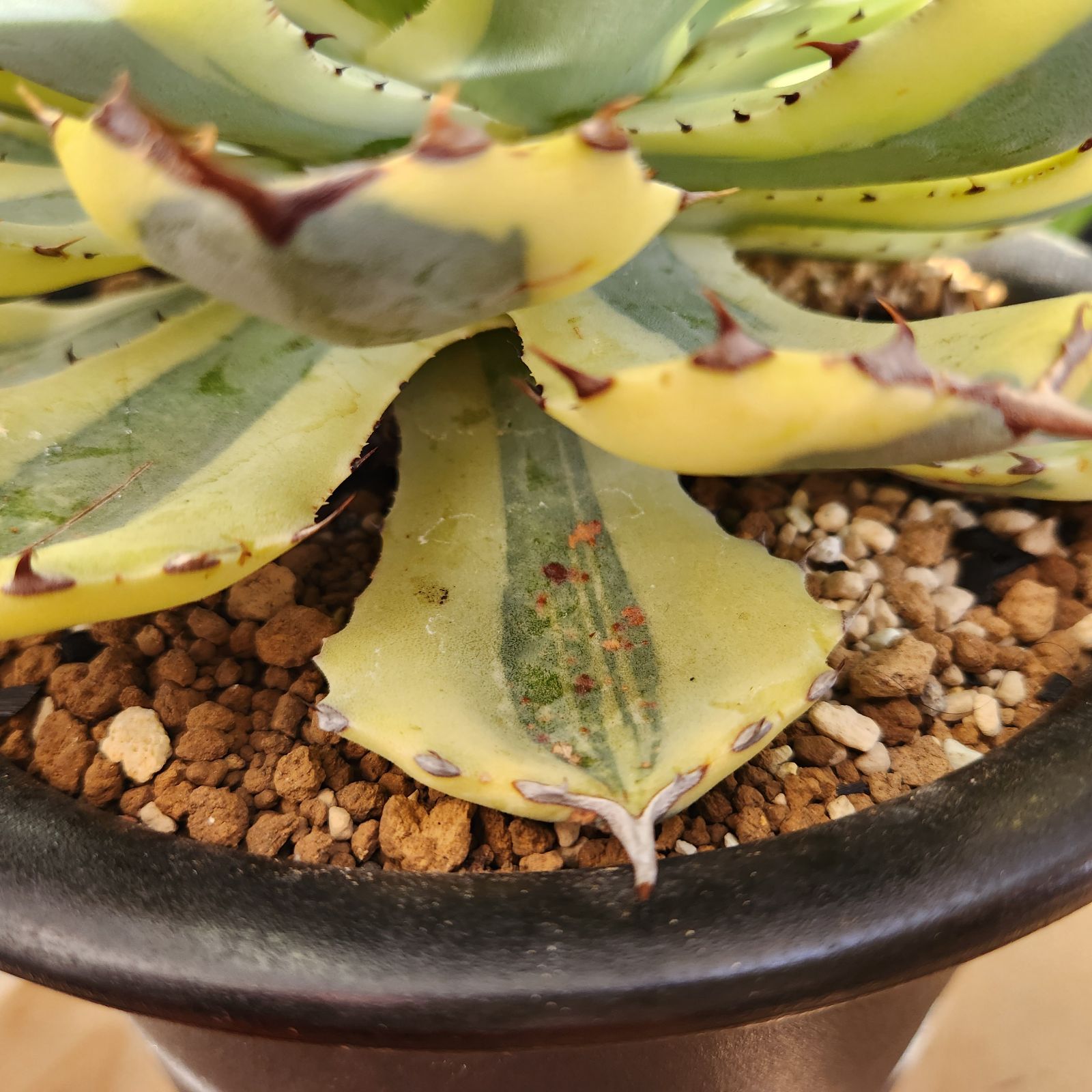 現物】アガベ スーパークラウン（吉祥冠錦）大株 【鉢のまま送付