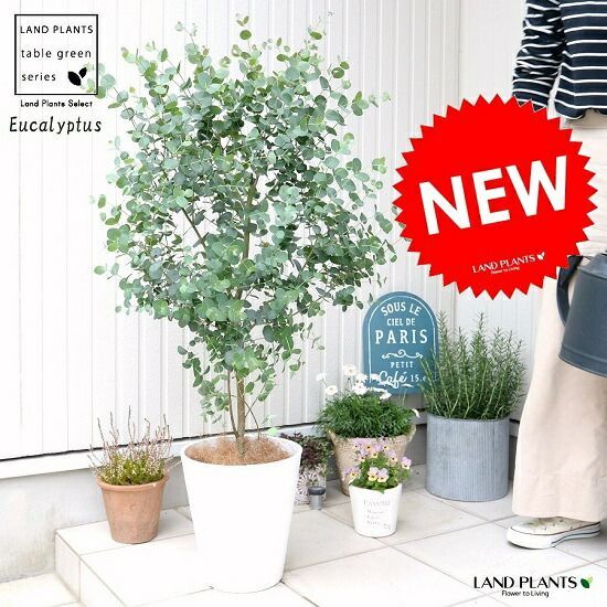 ベルガムナッツ 大苗 4年生 トランペットユーカリ オージープランツ