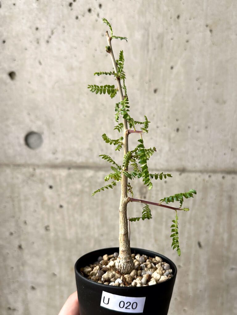 専用・新品】LOUIS VUITTON ネクタイピン 紙袋 リボン カード2枚