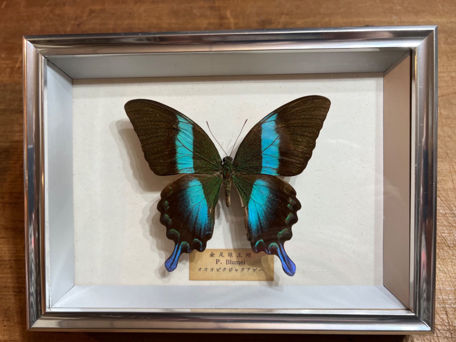 極美麗‼️南米のメタリックブルーセセリ②蝶標本　昆虫標本