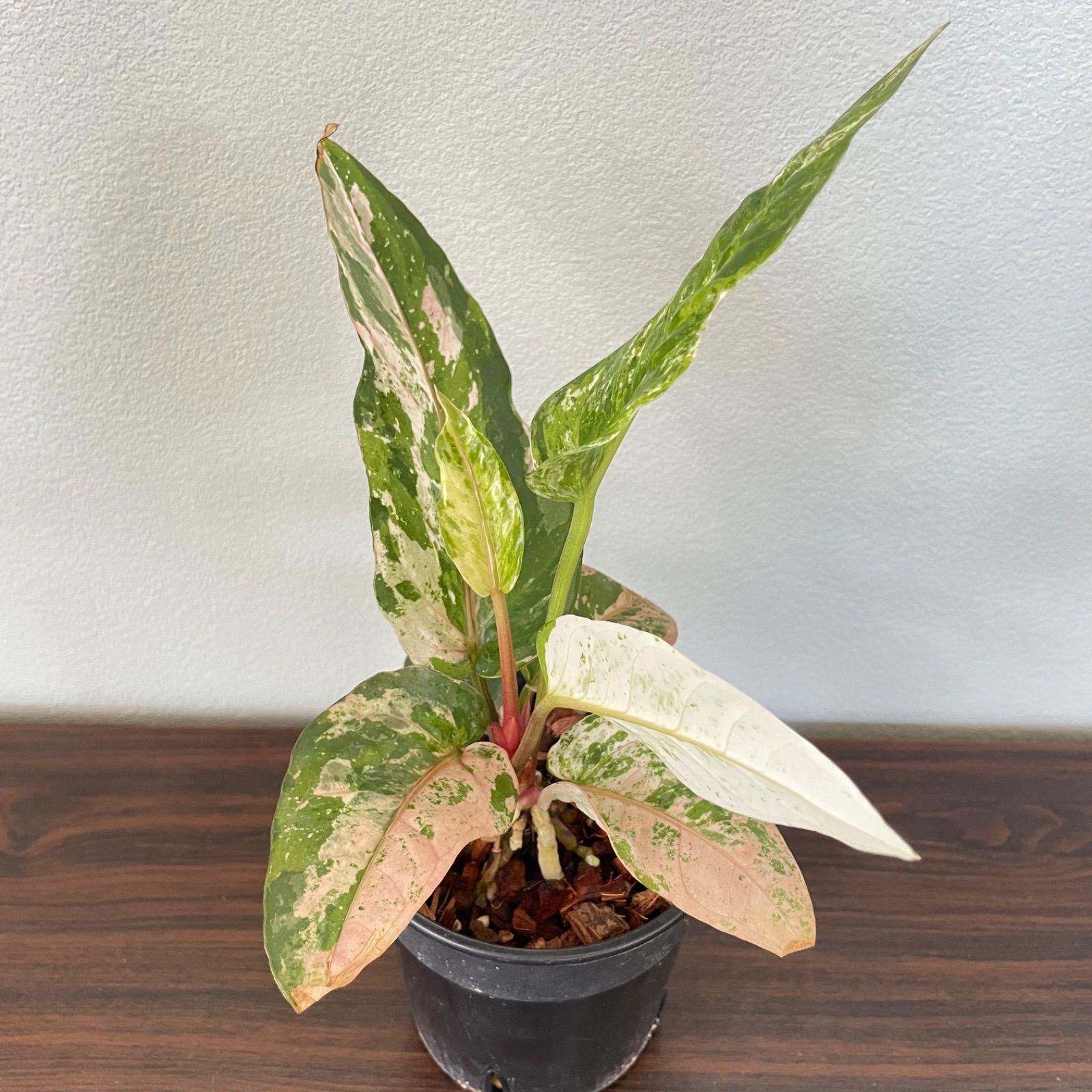 極上株 アンスリウム クリスタリナム 斑入り 極上株 アンスリウム