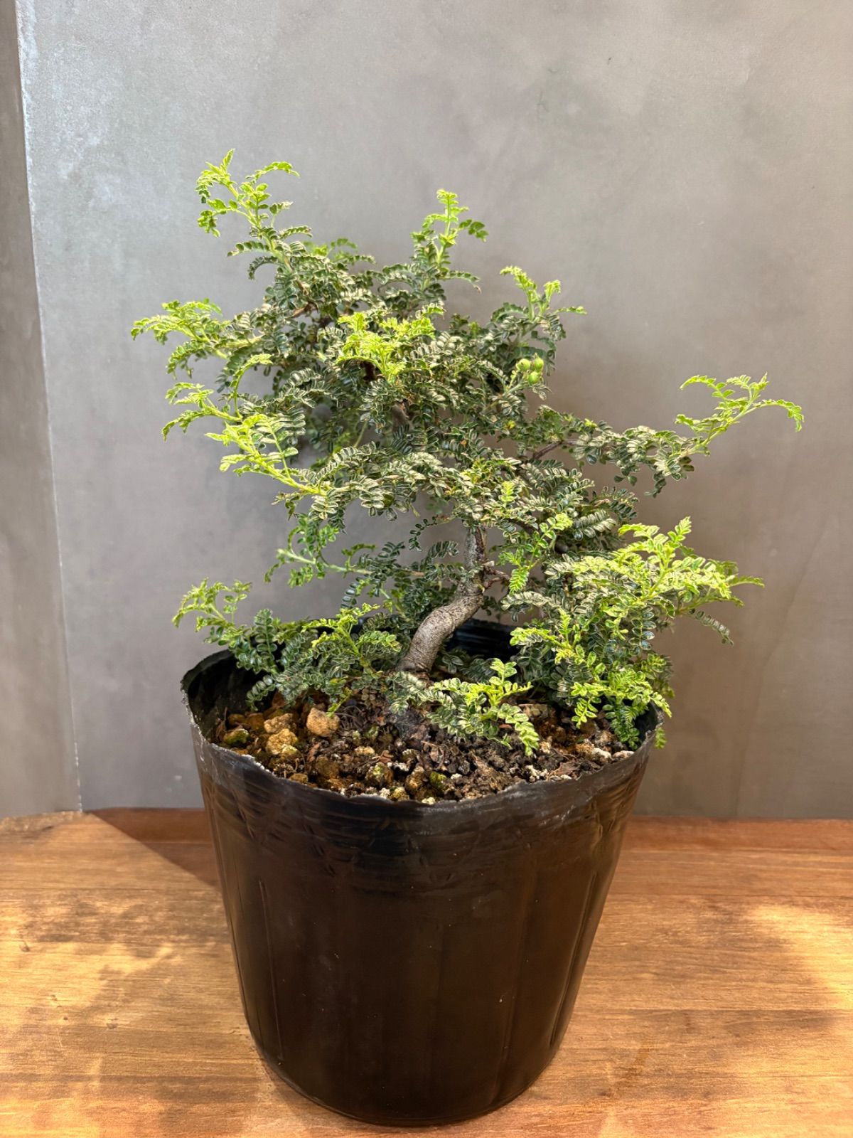 磯山椒 天梅 6号