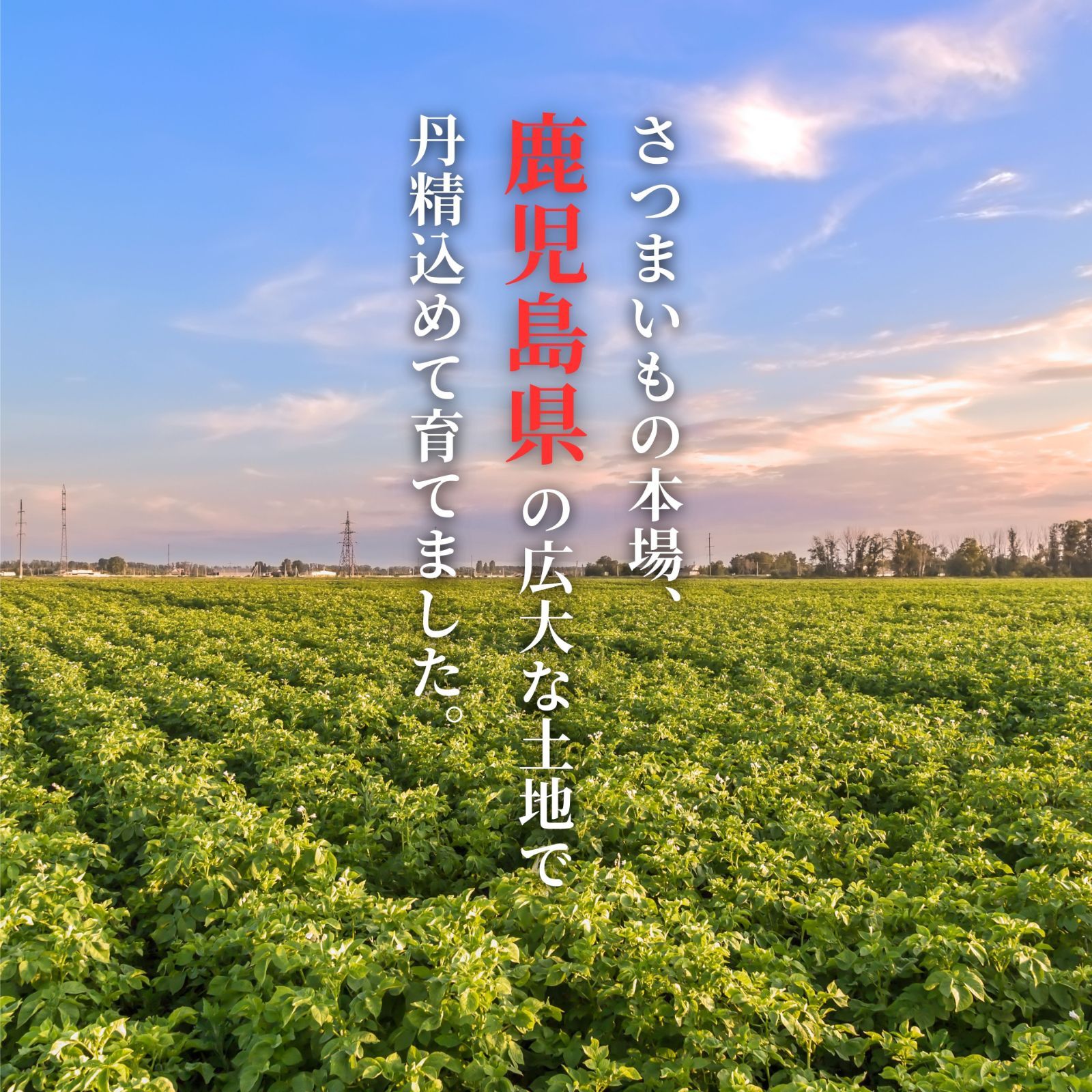 【本場】鹿児島県産 紅はるか 訳あり 10kg さつまいも シルクスイート好きに