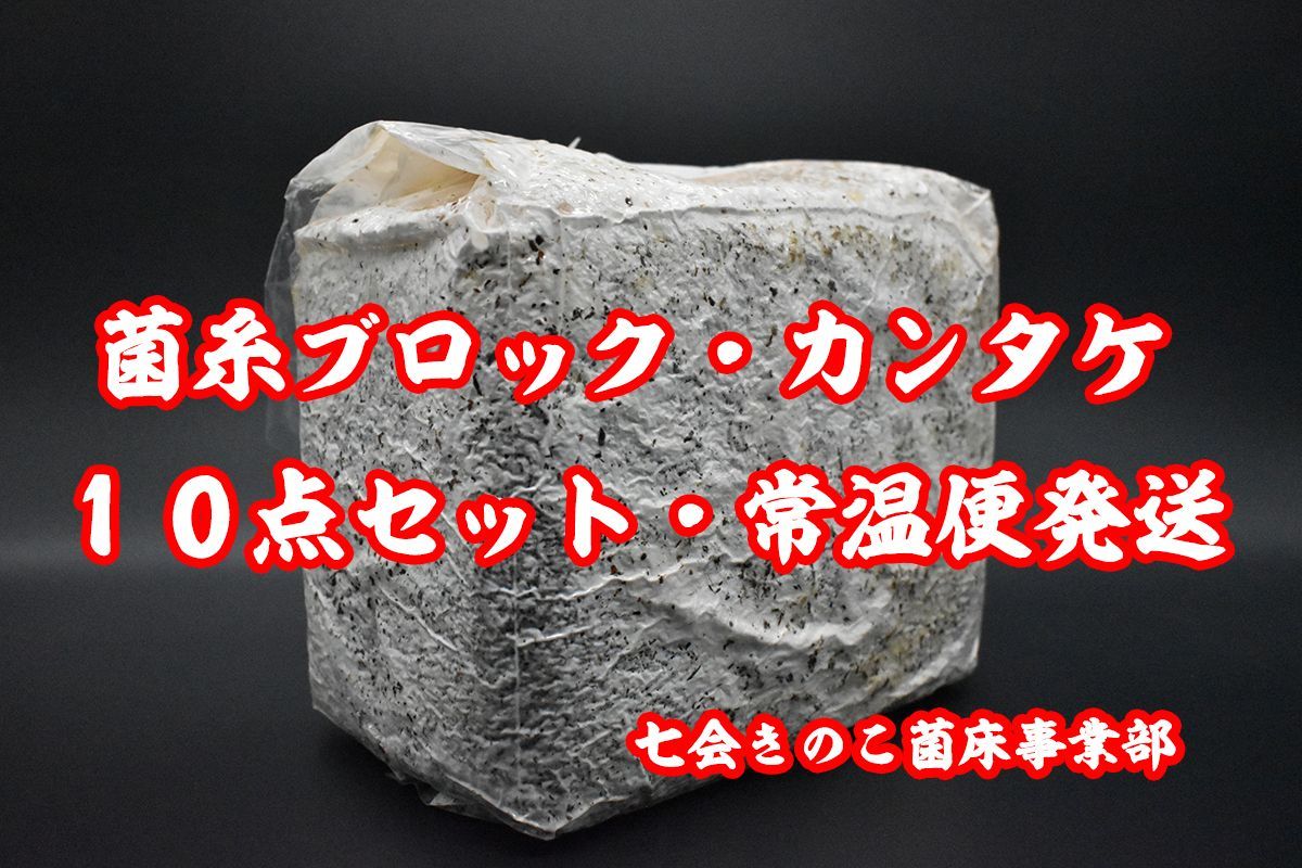 カンタケ 菌糸ブロック 10点セット - 虫類用品