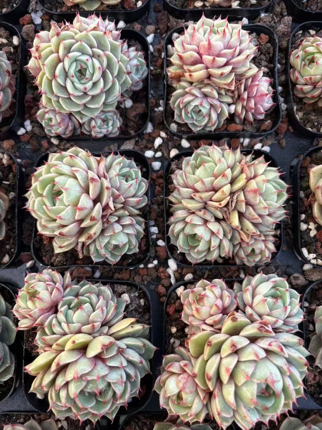 抜き苗 メデューサ錦 DP578×12株 ふっくら 多肉植物 エケベリア