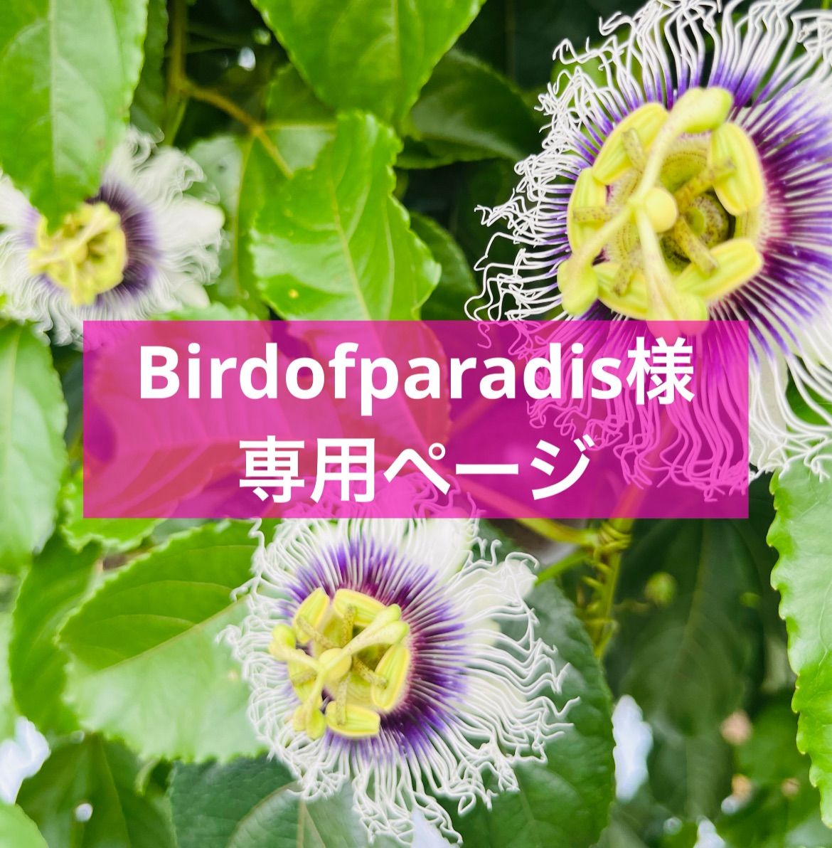 Birdofparadisページシワありパッションフルーツ箱いっぱいお届け♡