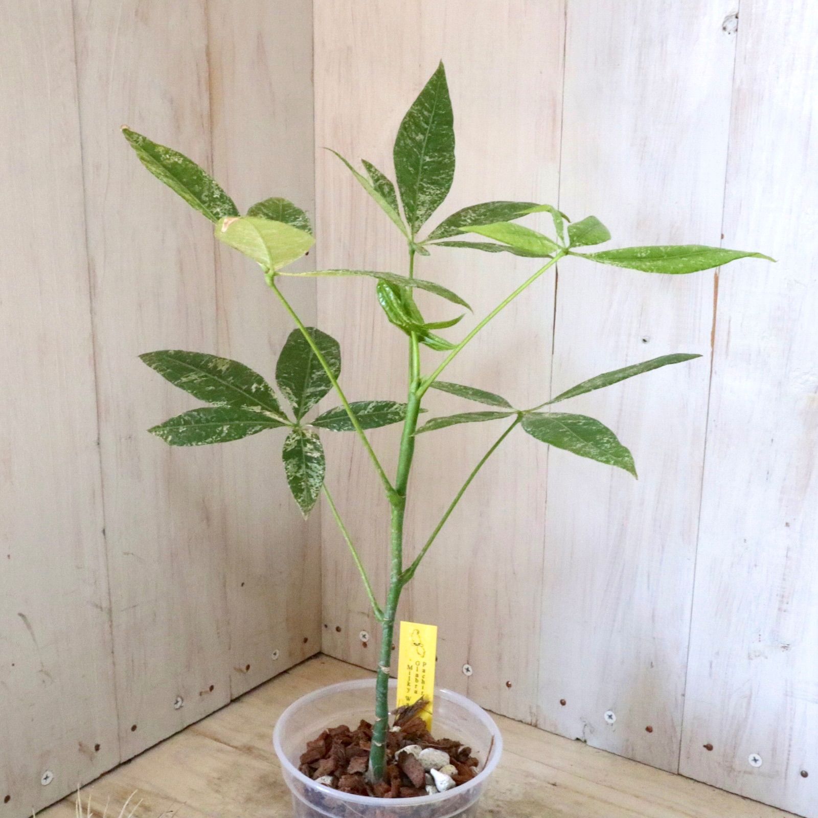 安い 実生苗♡斑入り♡パキラ♡ミルキーウェイ♡希少♡