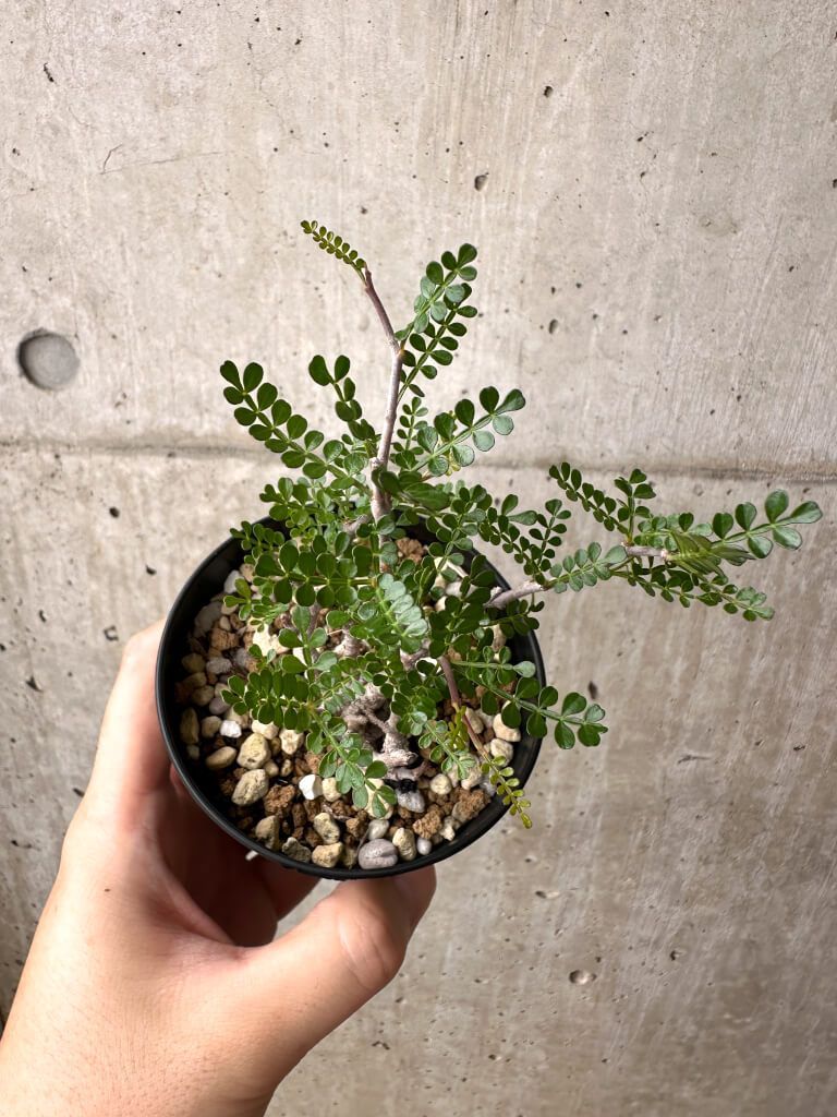 塊根植物】オペルクリカリア パキプス 根挿し 巨大パワータンク ④