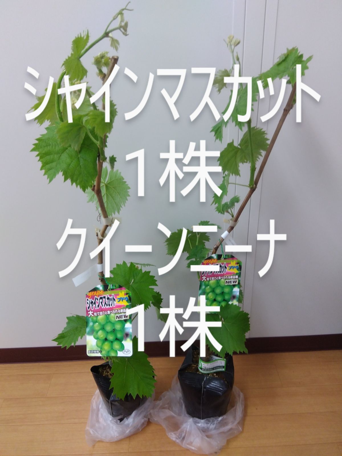 シャインマスカット苗木１株 クイーンニーナ苗木１株