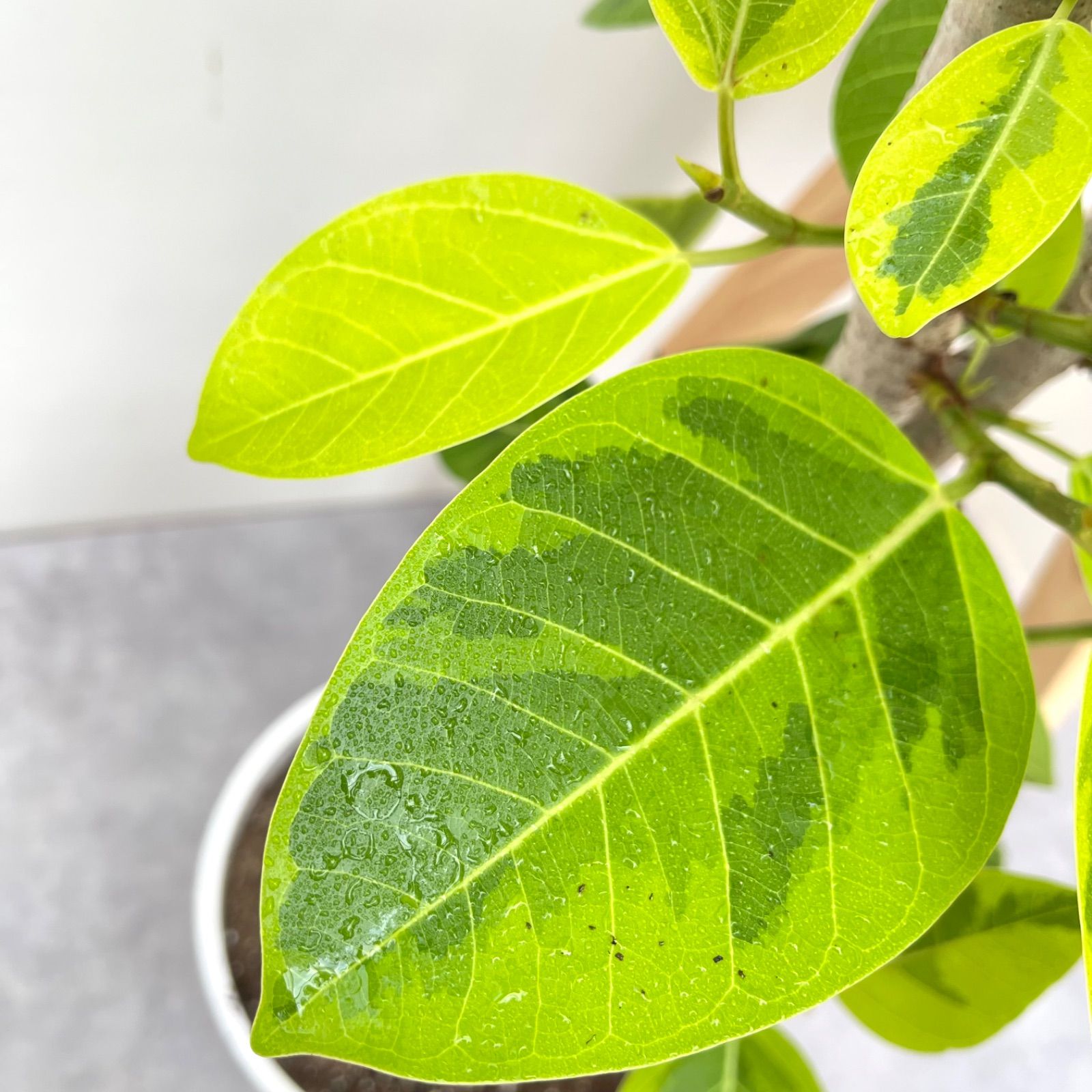 フィカス アルテシマ 曲がり 17【現品】観葉植物 室内 大型