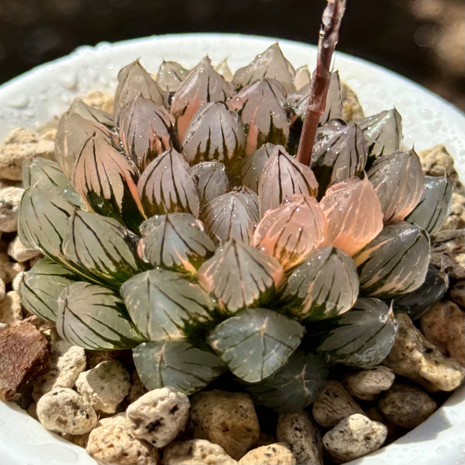 原種洋蘭大図鑑 白石茂著 原種洋蘭大図鑑 白石 茂