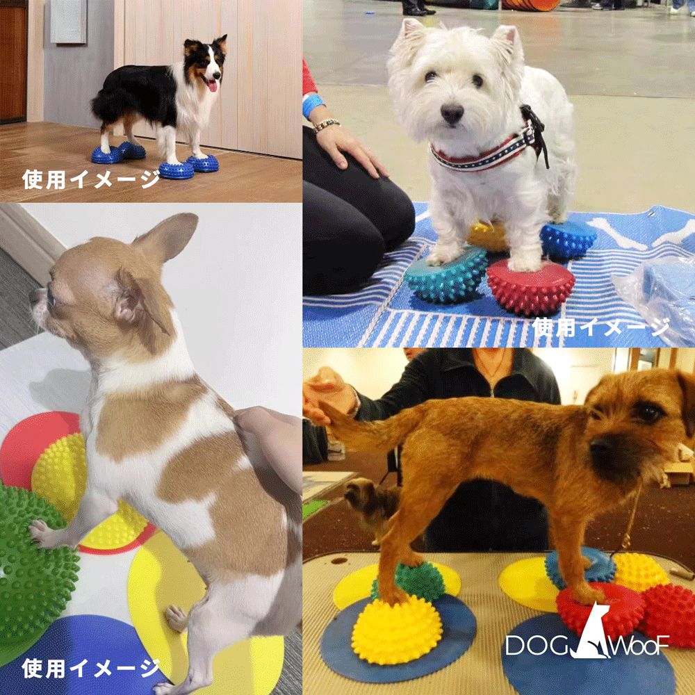小中大型犬 体幹トレーニング