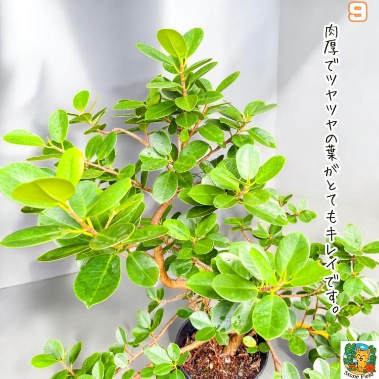 一点モノ】存在感バツグン！パンダガジュマル9｜丈夫で育てやすい