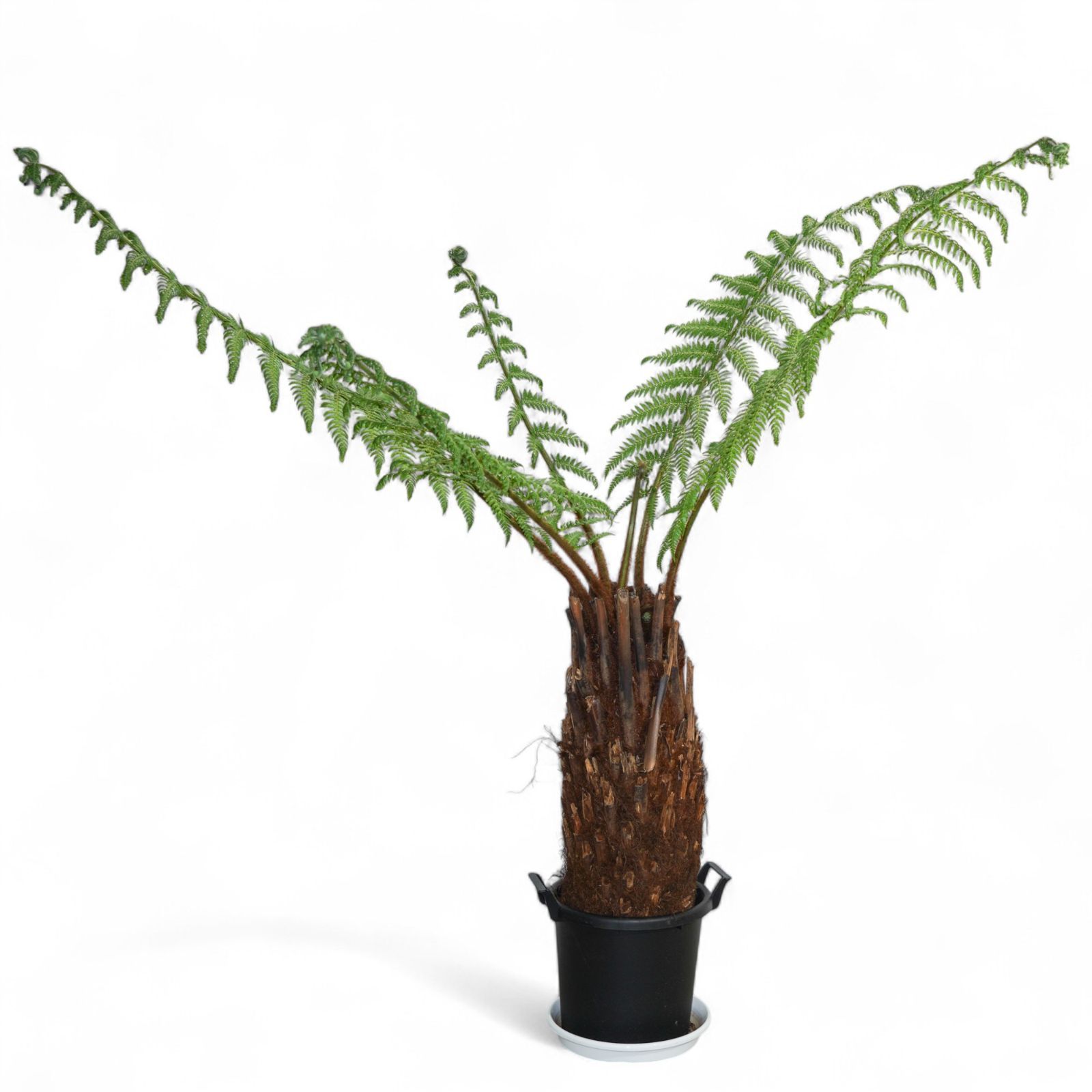 Dicksonia antarctica ディクソニア アンタルクティカ 3 木性シダ 全高81cm 胴囲77cm