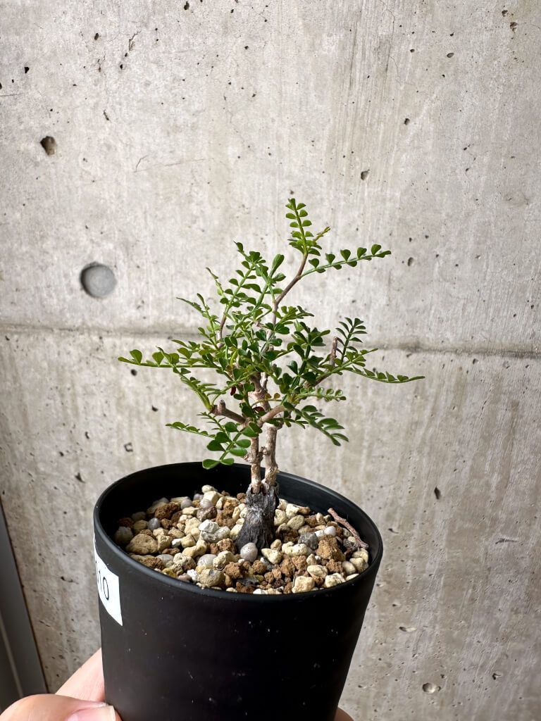 グラキリス　spicy gem コピアポア オペルクリカリア まんじゅう型 グラキリス spicy gem コピアポア オペルクリカリア まんじゅう型