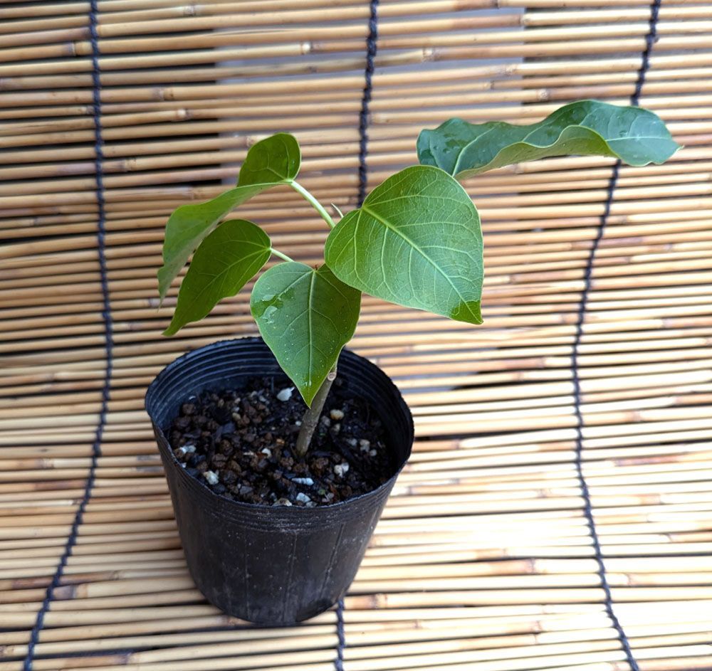 現品　フィカス　ゴムの木　インドボダイジュ　曲がり　31番　観葉植物　希少 現品 フィカス ゴムの木 インドボダイジュ 曲がり 31番 観葉植物