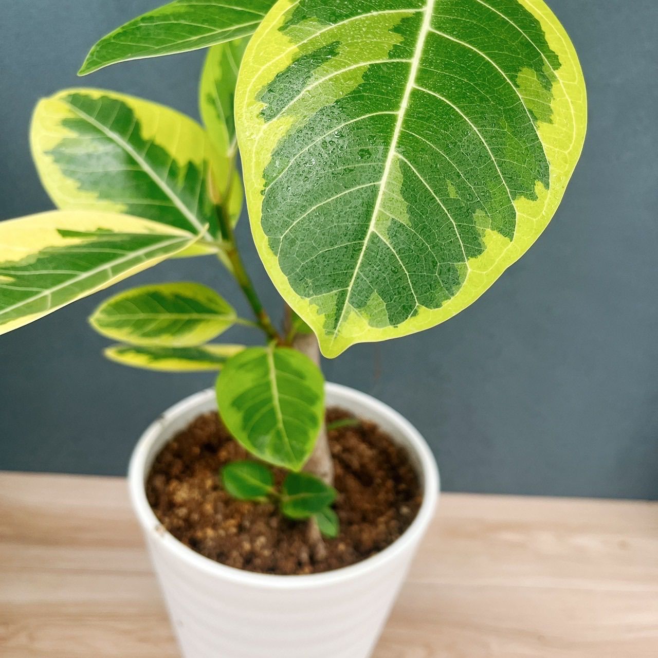 ［現品］95番 フィカス　アルテシマ　曲がり　8号　観葉植物　室内　ゴムの木 現品］95番 フィカス アルテシマ 曲がり 8号 観葉植物 室内 ゴム