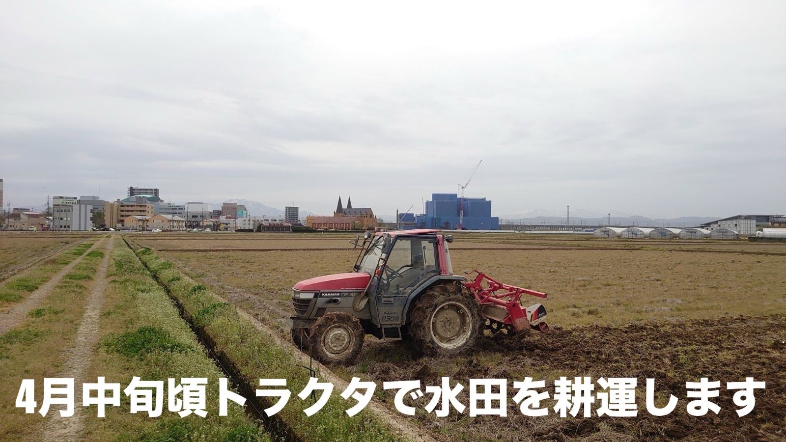 田植え後農薬は除草剤のみ
