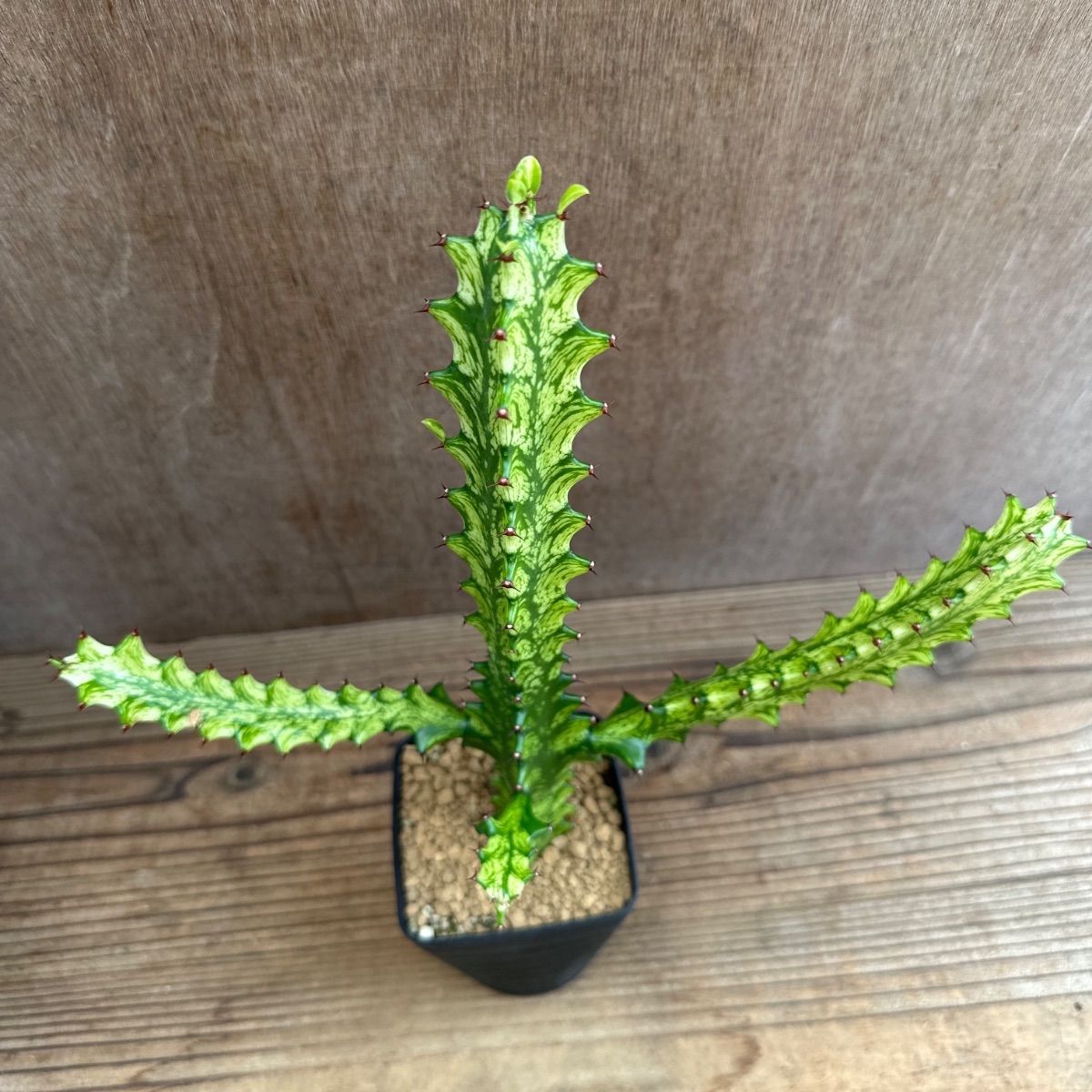 ユーフォルビア5種セット Euphorbia 現品 観葉植物 観葉 植物 珍奇