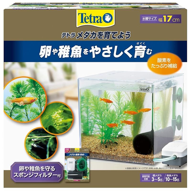 メダカを育てよう