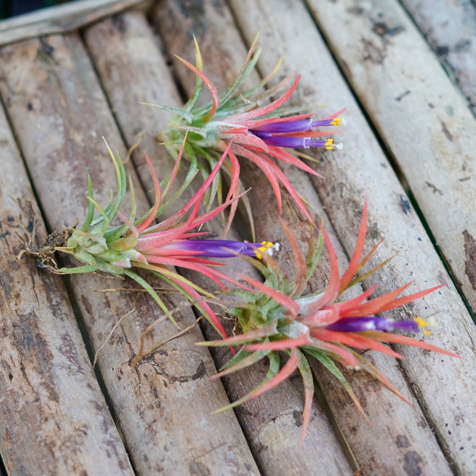 チランジア【イオナンタ・レッド】 Tillandsia エアプランツ