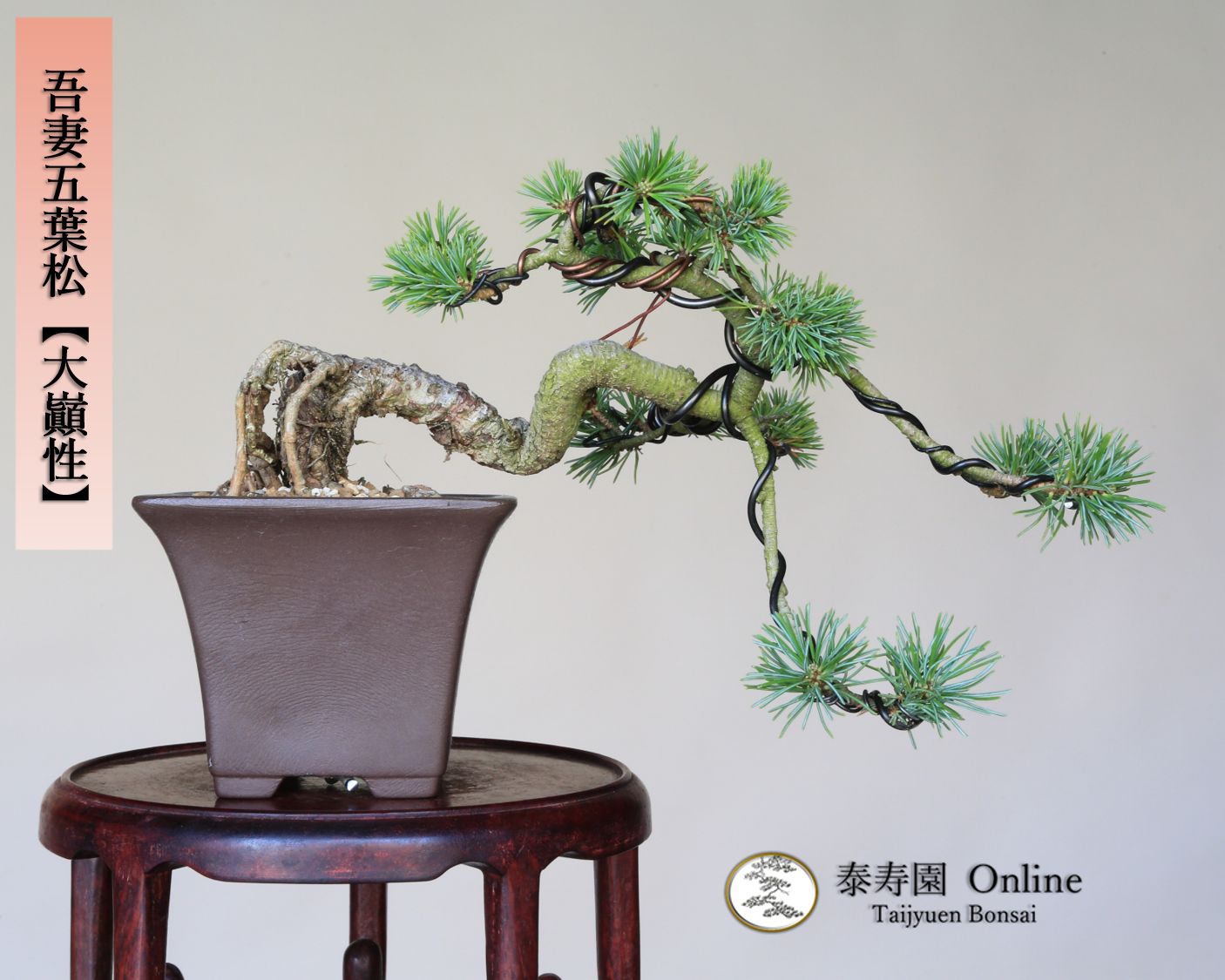 半懸崖 盆栽 松 吾妻五葉松 希少 宝来 接木 小品盆栽 一生 : 吾妻