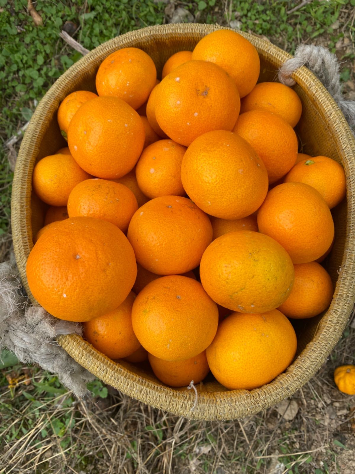専用有田みかん農家直送味わい美人 有田みかん農家直送🍊ブランド味わい美人訳ありご家庭用サイズ