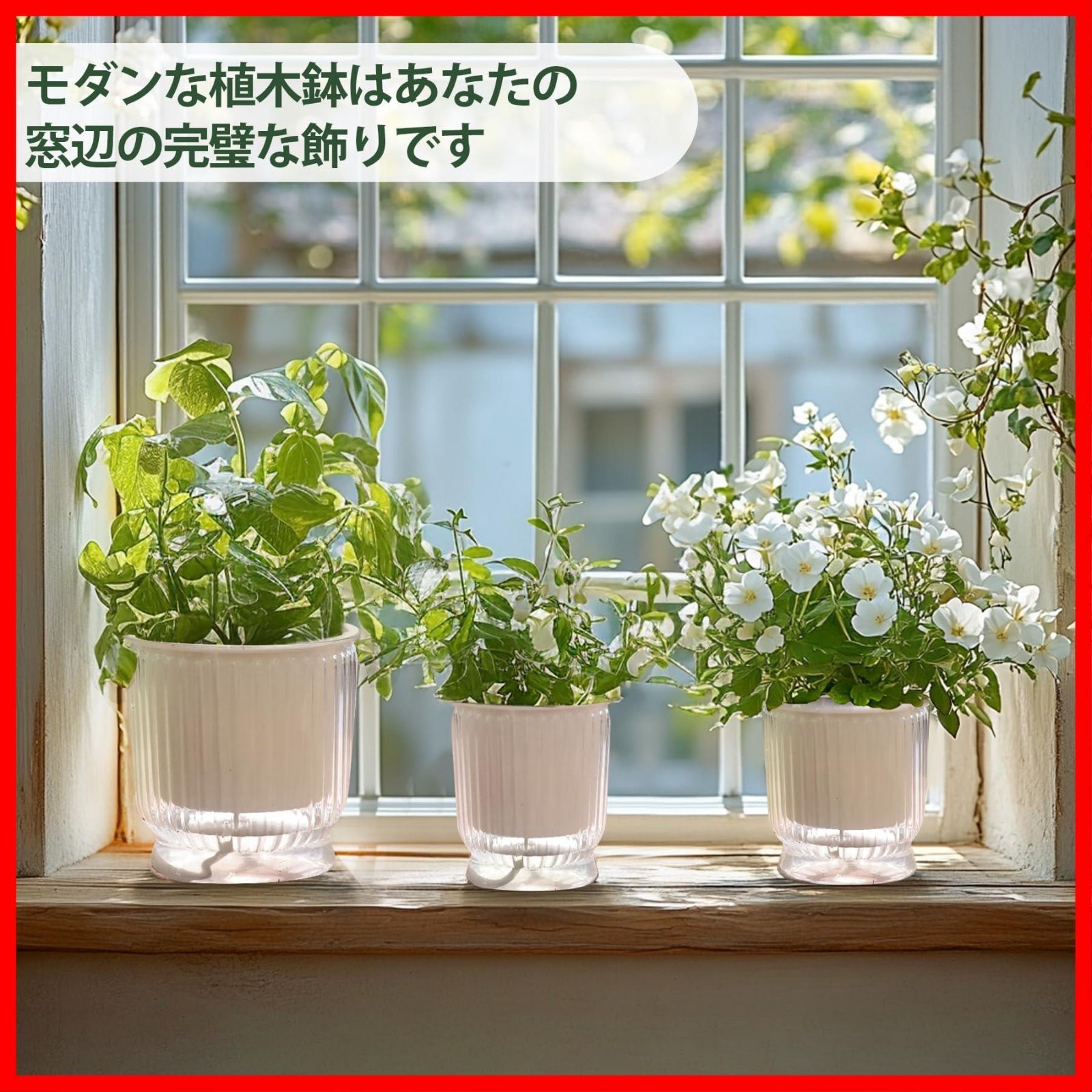 鉢植え