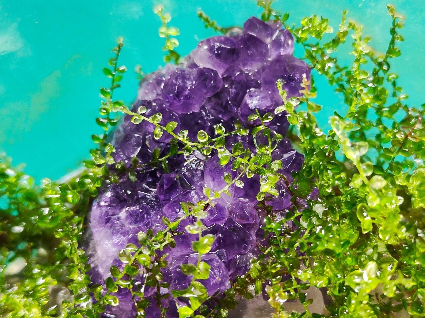 透き通るアートテラリウム〜アメジスト〜 透き通るアートテラリウム〜アメジスト〜