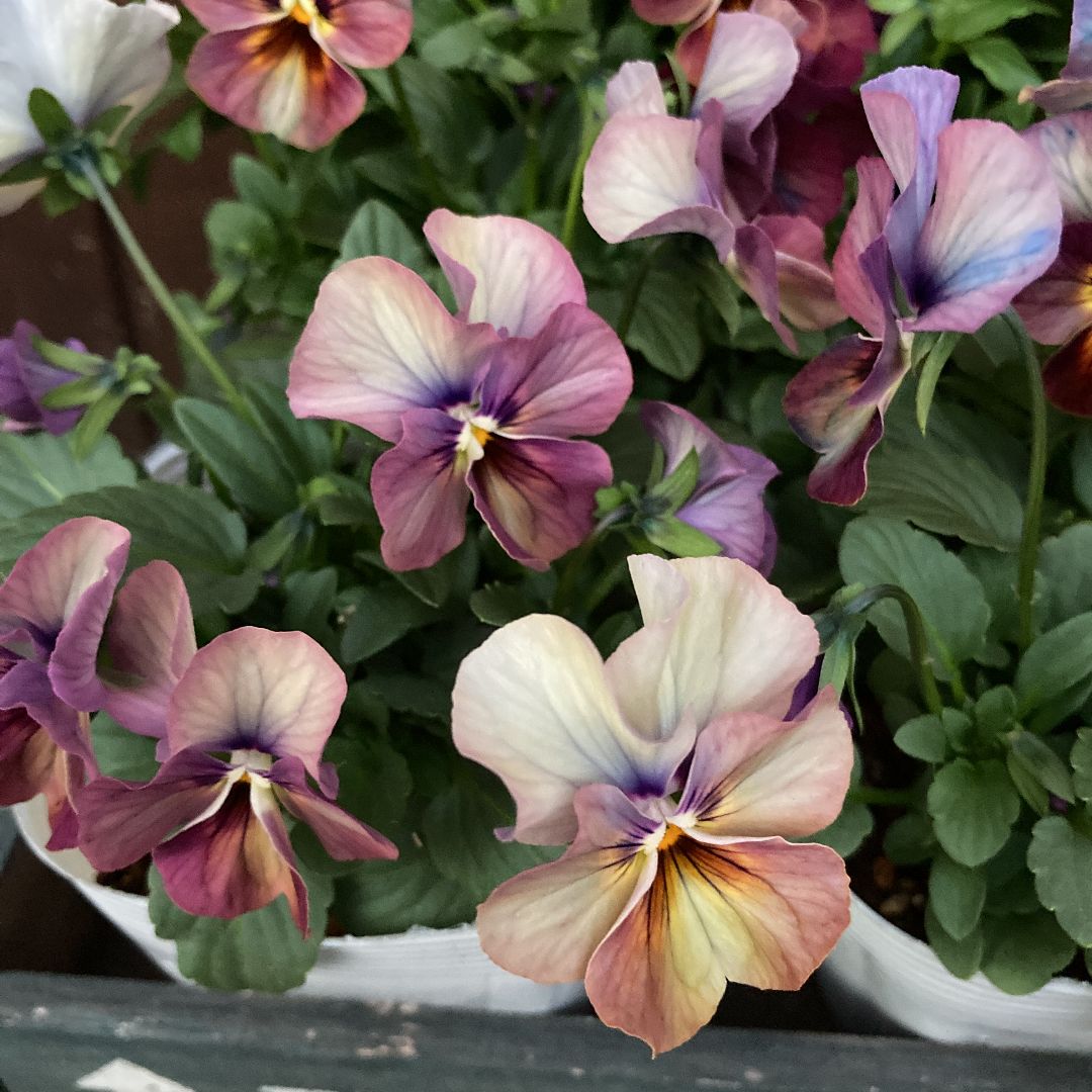 ビオラ♡ゆうやけ♡アンティークカラー♡3.5号♡3個セット♡ポットごとメルカリ便 ビオラ♡ゆうやけ♡アンティークカラー♡3.5号♡3個セット♡ポットごと