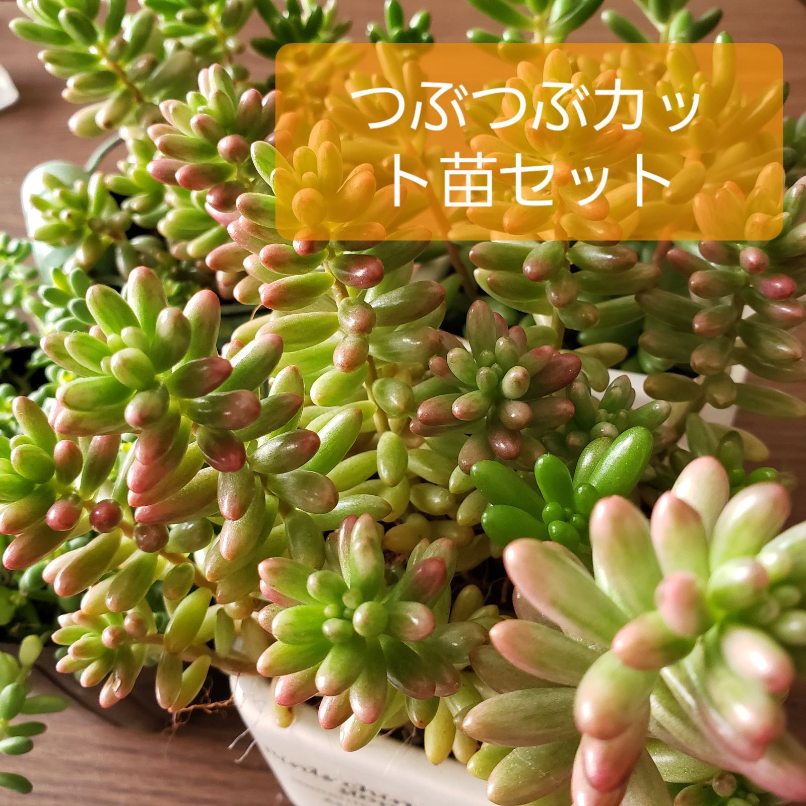 50%OFF!】【50%OFF!】多肉植物 Seセダム 斑入りタイトゴメ 多肉植物 花