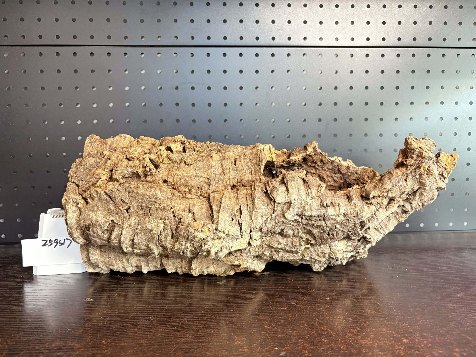 送料無料 チランジア