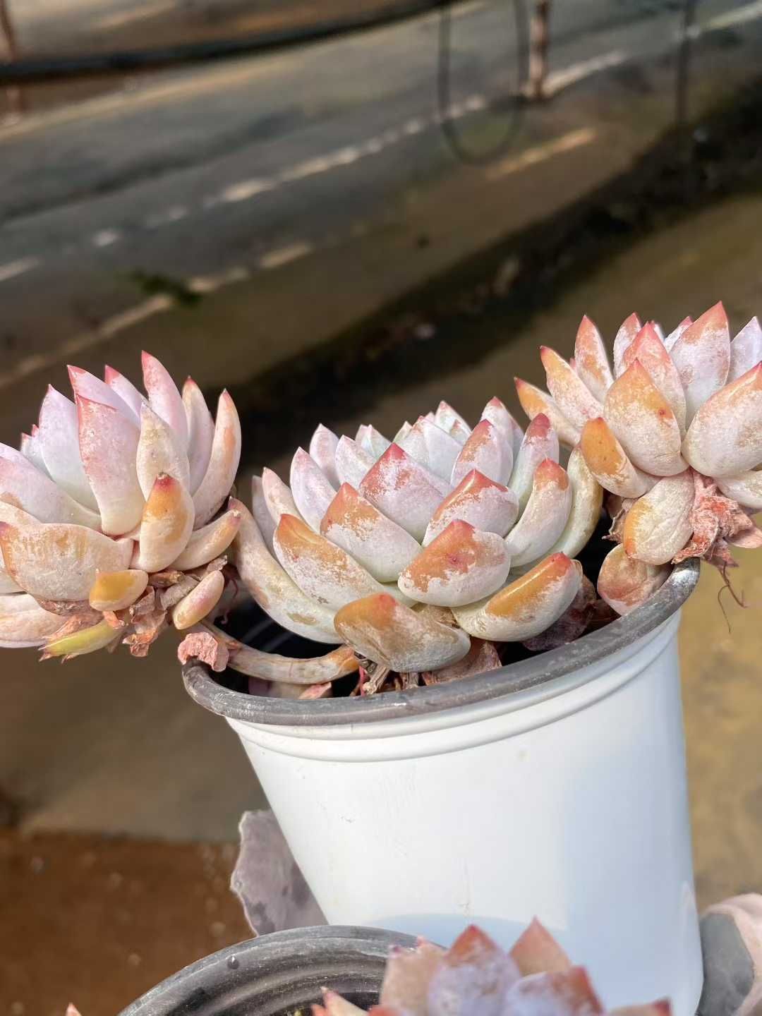 オレンジモンロー群生 多肉植物