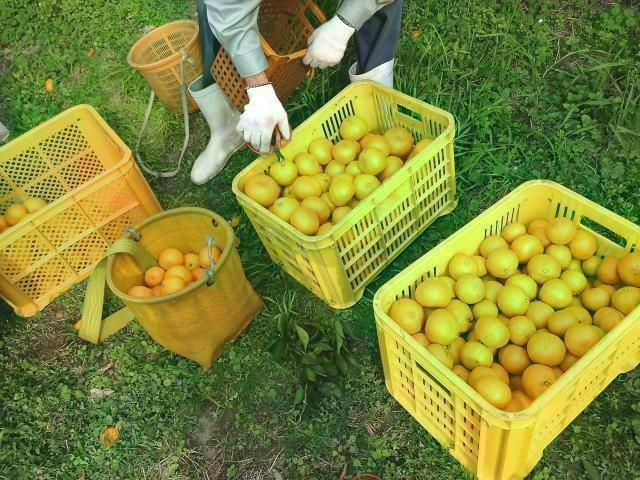 小玉の有田みかん【天使のみかん】 甘すぎるとリピ続出！10kg - メルカリ