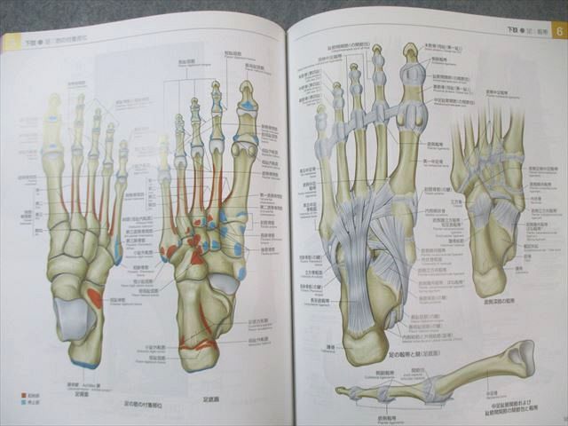グレイ解剖学 - 原著第3版 グレイ解剖学 グレイ解剖学アトラス 電子書籍