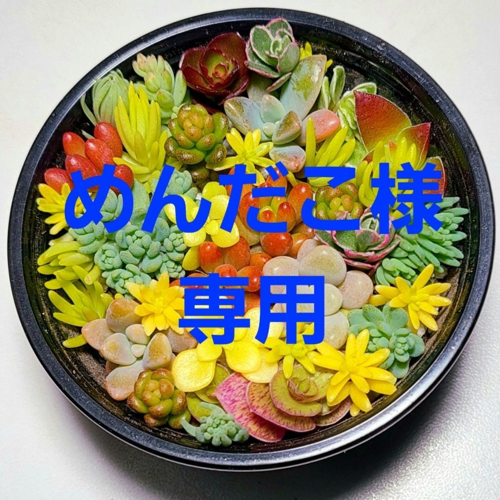 めんだこ様専用 - メルカリ めんだこ様専用 - メルカリ